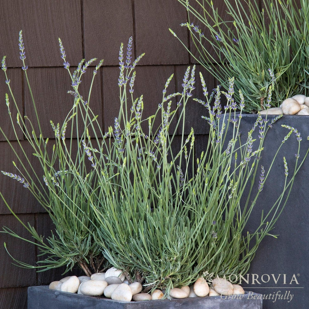 Lavandula × intermedia 'Niko' PP24,193 ~ Monrovia® Phenomenal® Lavender, Lavadin-ServeScape