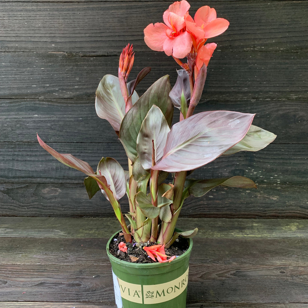 Canna x generalis 'Cannova Bronze Peach' ~ Monrovia® CANNOVA® Bronze Peach Canna Lily-ServeScape