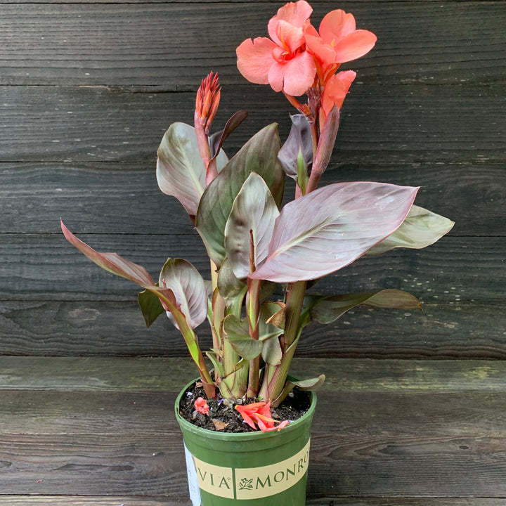 Canna x generalis 'Cannova Bronze Peach' ~ Monrovia® CANNOVA® Bronze Peach Canna Lily-ServeScape