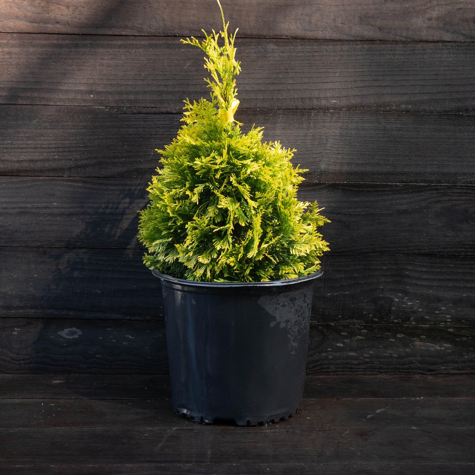 Thuja occidentalis 'George Peabody' ~ George Peabody Arborvitae-ServeScape