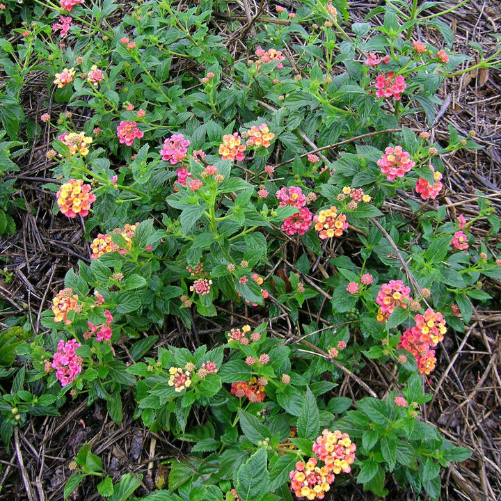 Lantana camara 'LANZ0001' PP #23,340 ~ Monrovia® Bandana® Rose Lantana-ServeScape