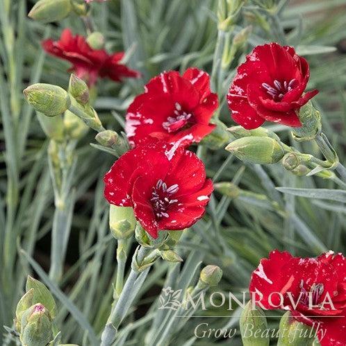 Dianthus 'Wp18 Pie165' ~ Monrovia® American Pie™ Cherry Pie Dianthus-ServeScape