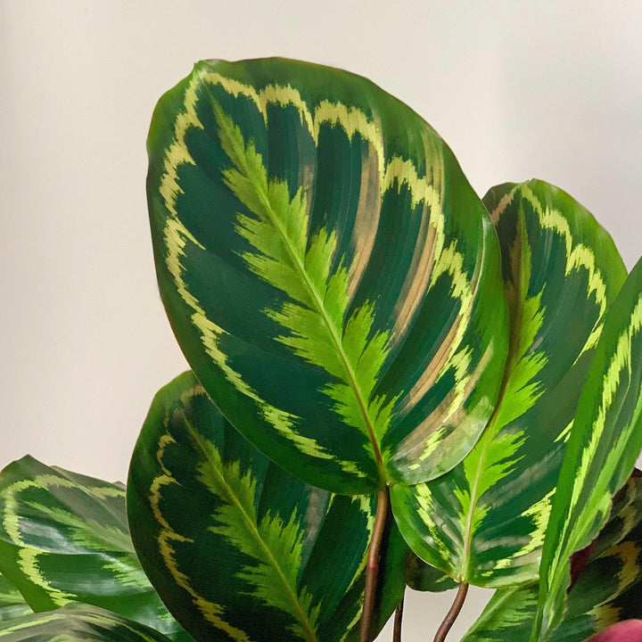 Calathea roseopicta 'Medallion' ~ Monrovia® Medallion Painted Prayer Plant-ServeScape