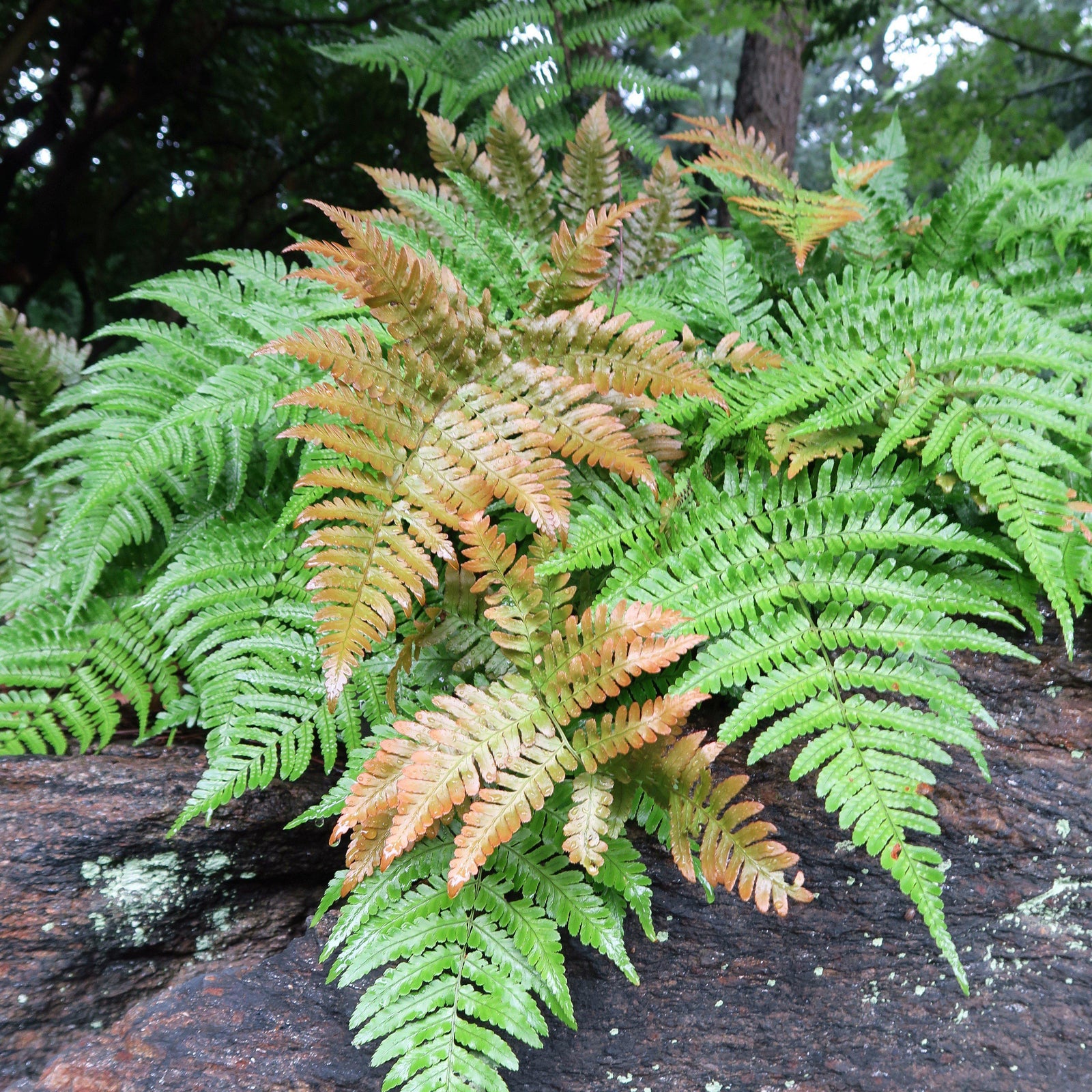 Dryopteris erythrosora ~ Monrovia® Autumn Fern-ServeScape