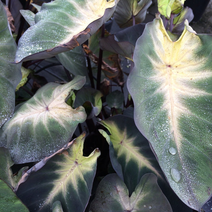 Colocasia esculenta 'Tropical Storm' ~ Monrovia® Royal Hawaiian® Tropical Storm Elephant Ear-ServeScape