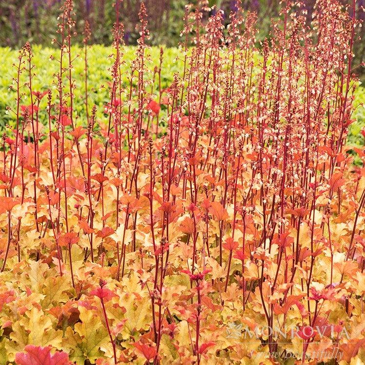 Heuchera x 'Marmalade' ~ Monrovia® Marmalade Coral Bells-ServeScape