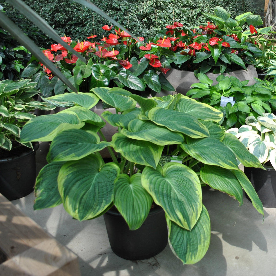 Hosta x 'Victory' ~ Monrovia® Victory Hosta-ServeScape