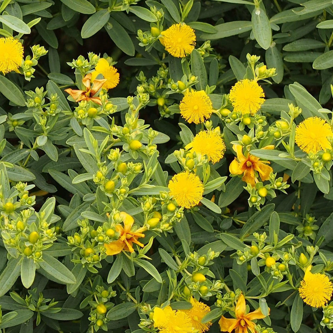Hypericum 'Cfflpc-1' ~ Blue Velvet™ St. John's Wort-ServeScape