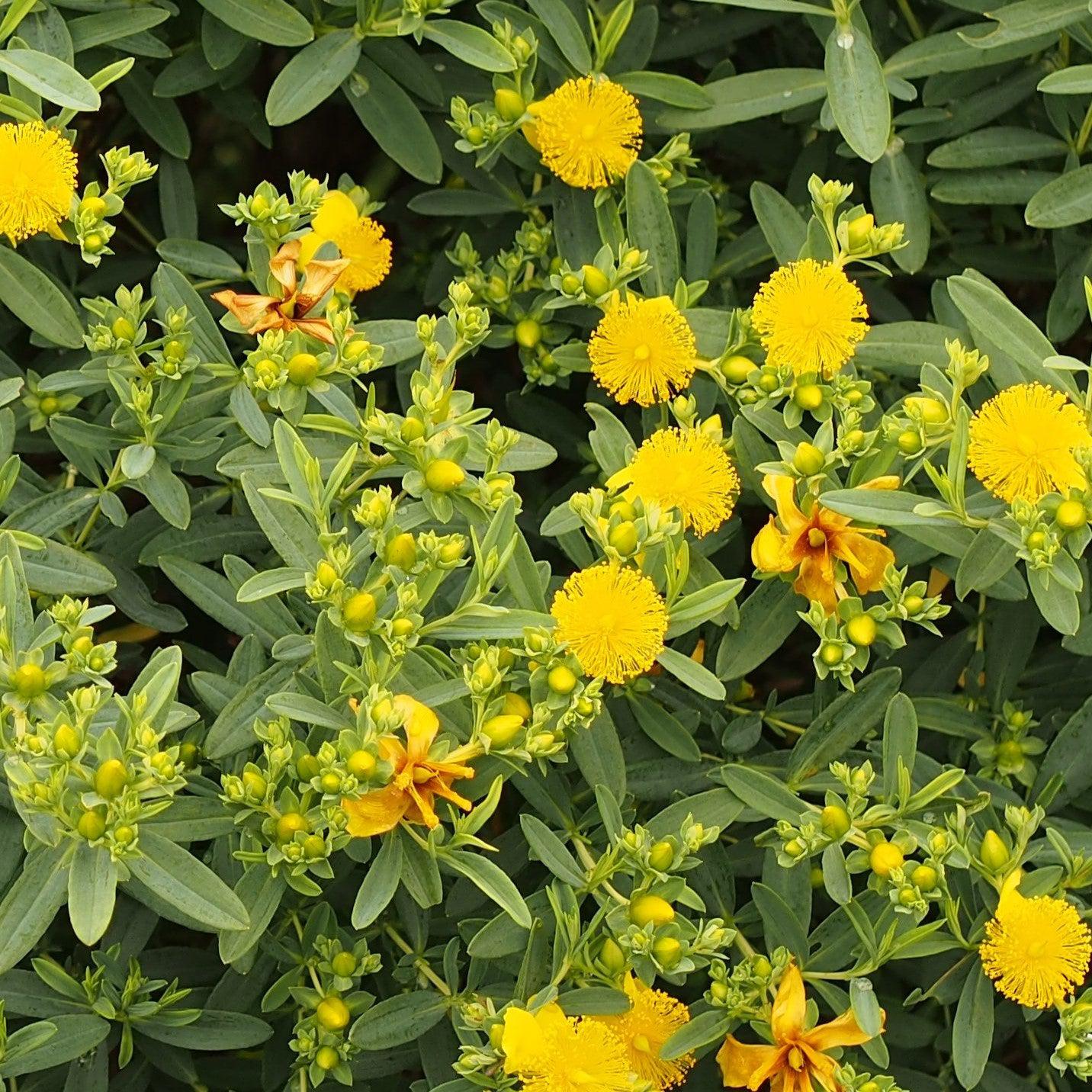 Hypericum 'Cfflpc-1' ~ Blue Velvet™ St. John's Wort-ServeScape