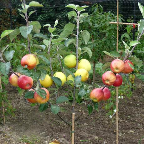 Malus domestica (assorted) ~ Monrovia® Apple Crisp Collection 5-in-1 Combo Apple-ServeScape
