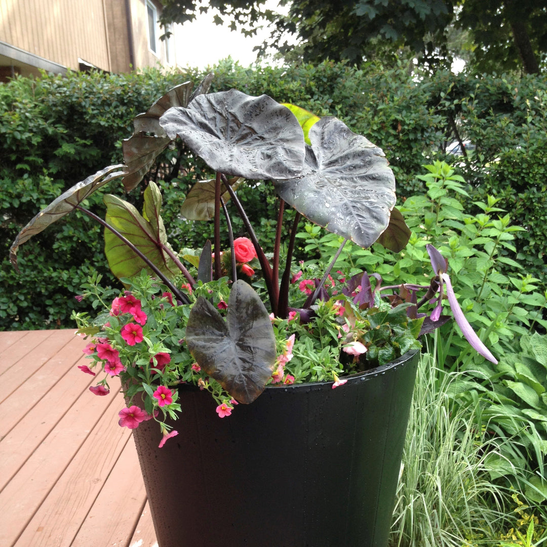 Colocasia esculenta 'Black Coral' ~ Royal Hawaiian® Black Coral Elephant Ear-ServeScape