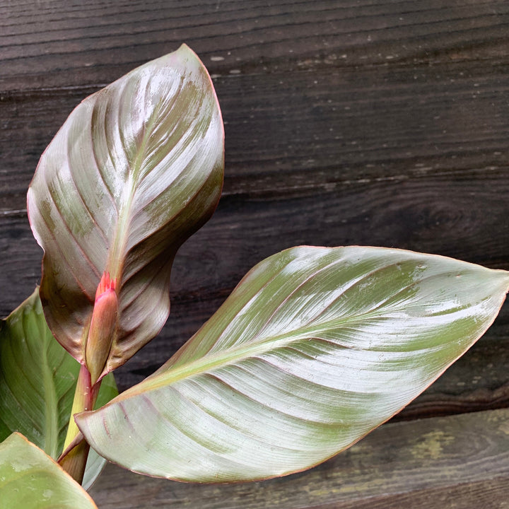 Canna x generalis 'Cannova Bronze Peach' ~ Monrovia® CANNOVA® Bronze Peach Canna Lily-ServeScape