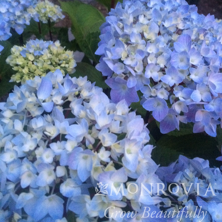 Hydrangea macrophylla 'Monmar' PP #25,209 ~ Monrovia® Blue Enchantress® Hydrangea-ServeScape