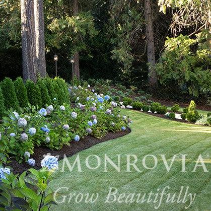Hydrangea macrophylla 'Monmar' PP #25,209 ~ Monrovia® Blue Enchantress® Hydrangea-ServeScape