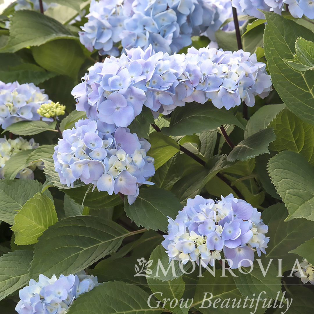 Hydrangea macrophylla 'Monmar' PP #25,209 ~ Monrovia® Blue Enchantress® Hydrangea-ServeScape
