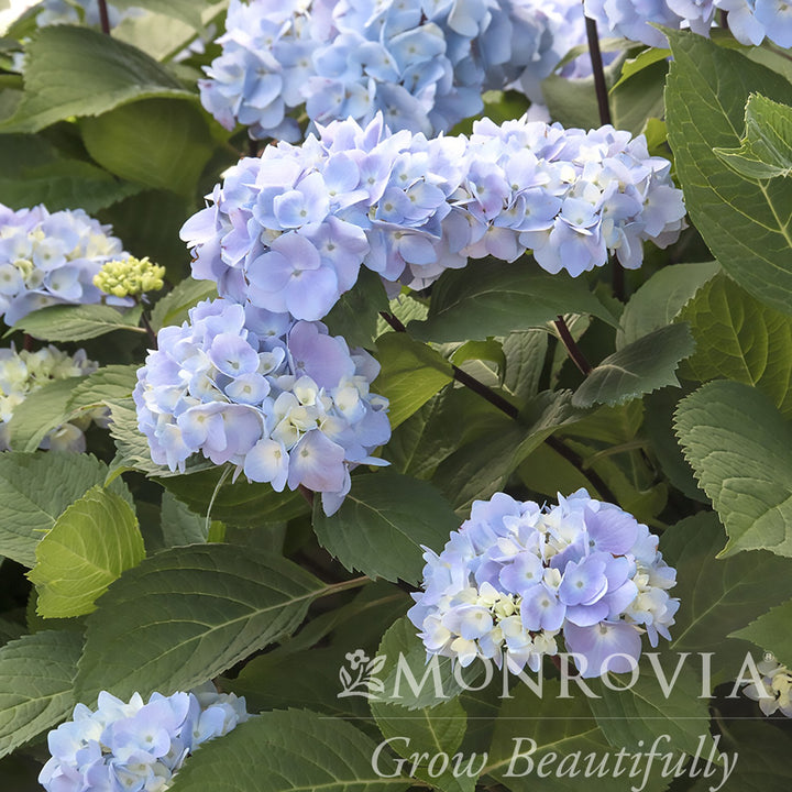 Hydrangea macrophylla 'Monmar' PP #25,209 ~ Monrovia® Blue Enchantress® Hydrangea-ServeScape