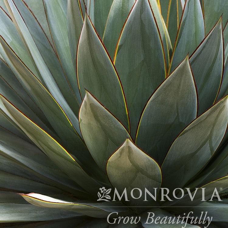 Agave 'Blue Glow' ~ Monrovia® Blue Glow Agave-ServeScape