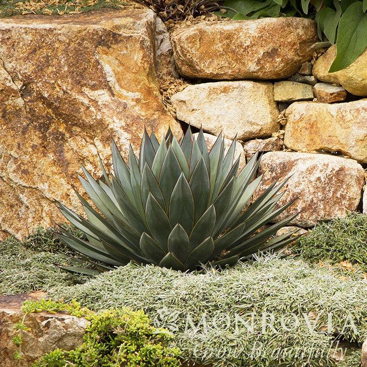 Agave 'Blue Glow' ~ Monrovia® Blue Glow Agave-ServeScape