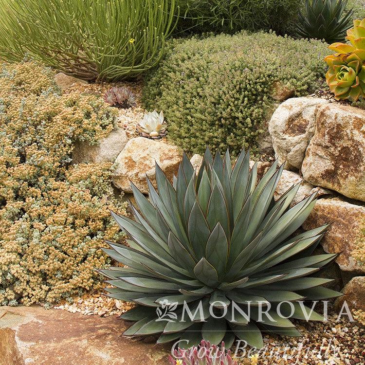 Agave 'Blue Glow' ~ Monrovia® Blue Glow Agave-ServeScape