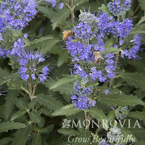 Caryopteris x clandonensis 'Korfball' ~ Monrovia® Blue Balloon® Bluebeard-ServeScape