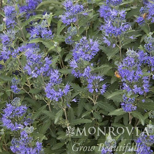 Caryopteris x clandonensis 'Korfball' ~ Monrovia® Blue Balloon® Bluebeard-ServeScape