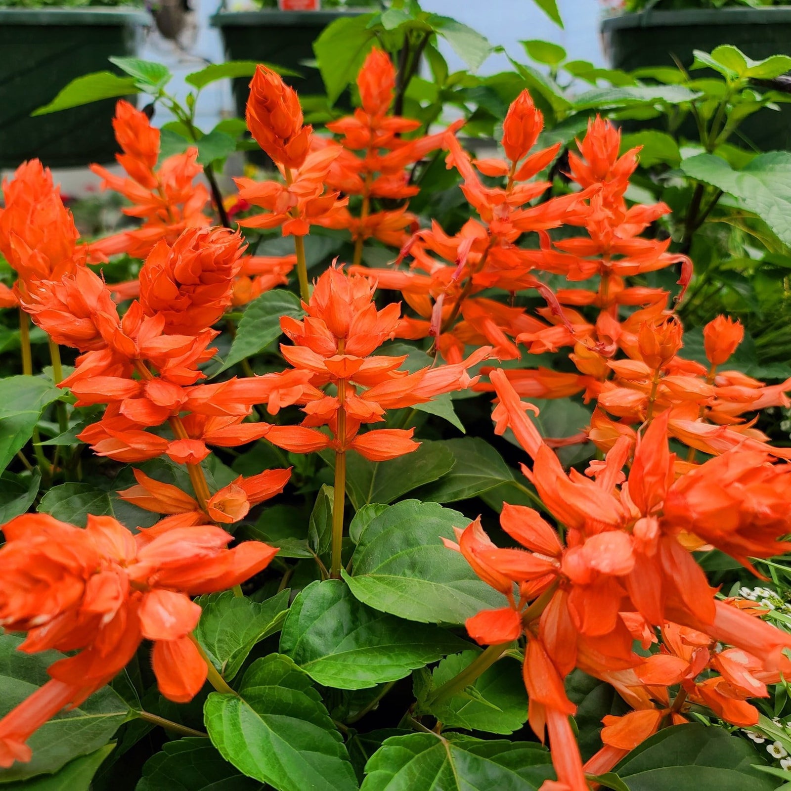 Salvia splendens 'Saucy Coral' ~ Saucy™ Coral Salvia-ServeScape