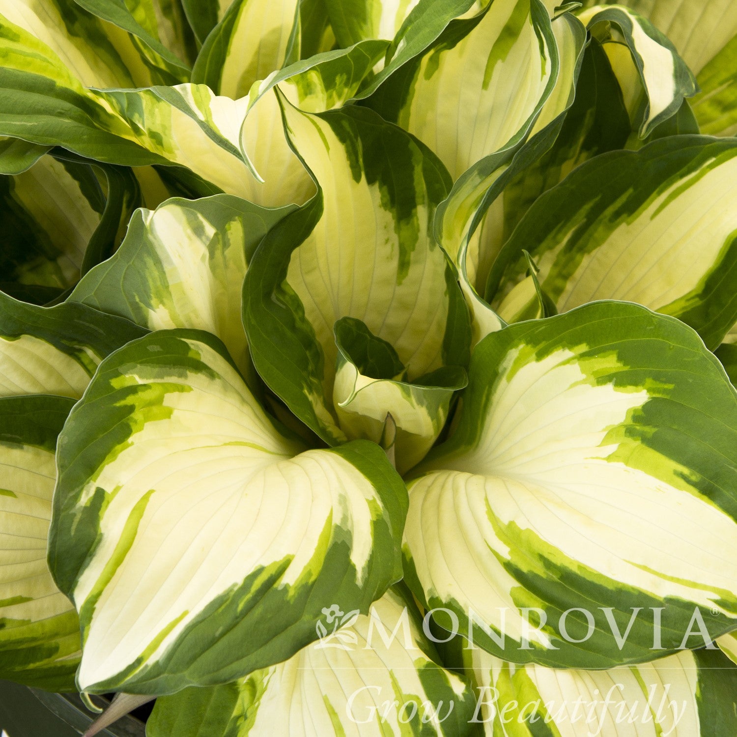 Hosta x 'Enterprise' ~ Monrovia® Enterprise Hosta-ServeScape