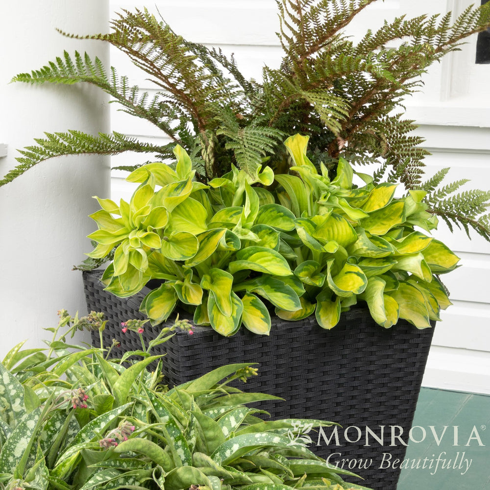Hosta 'Rainforest Sunshine' ~ Monrovia® Rainforest Sunrise Hosta-ServeScape