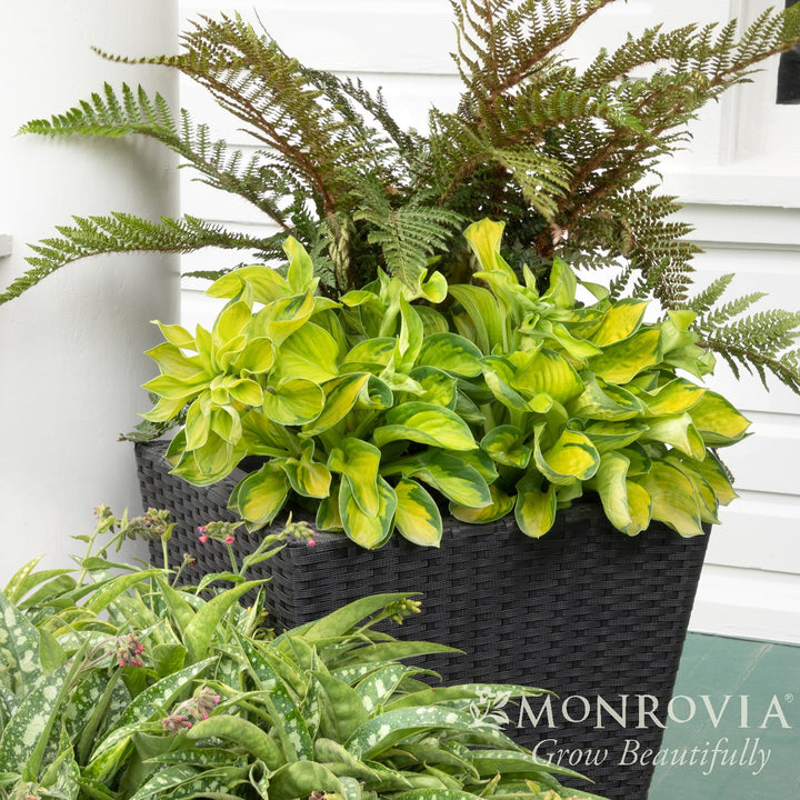 Hosta 'Rainforest Sunshine' ~ Monrovia® Rainforest Sunrise Hosta-ServeScape