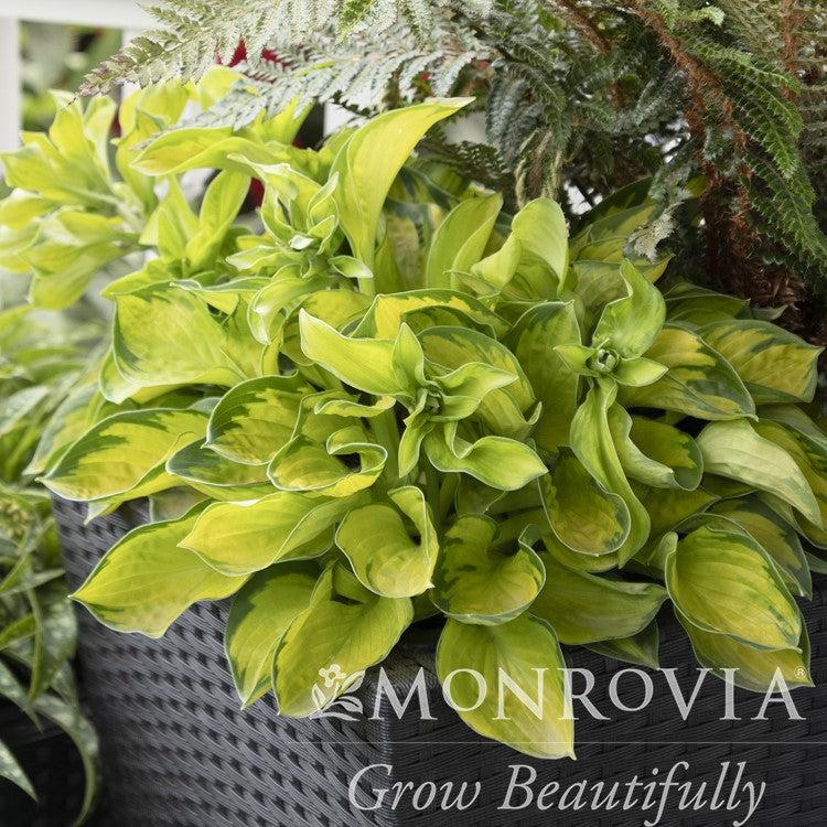 Hosta 'Rainforest Sunshine' ~ Monrovia® Rainforest Sunrise Hosta-ServeScape