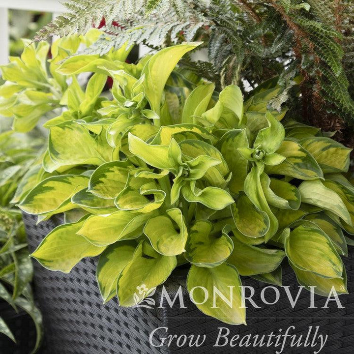 Hosta 'Rainforest Sunshine' ~ Monrovia® Rainforest Sunrise Hosta-ServeScape