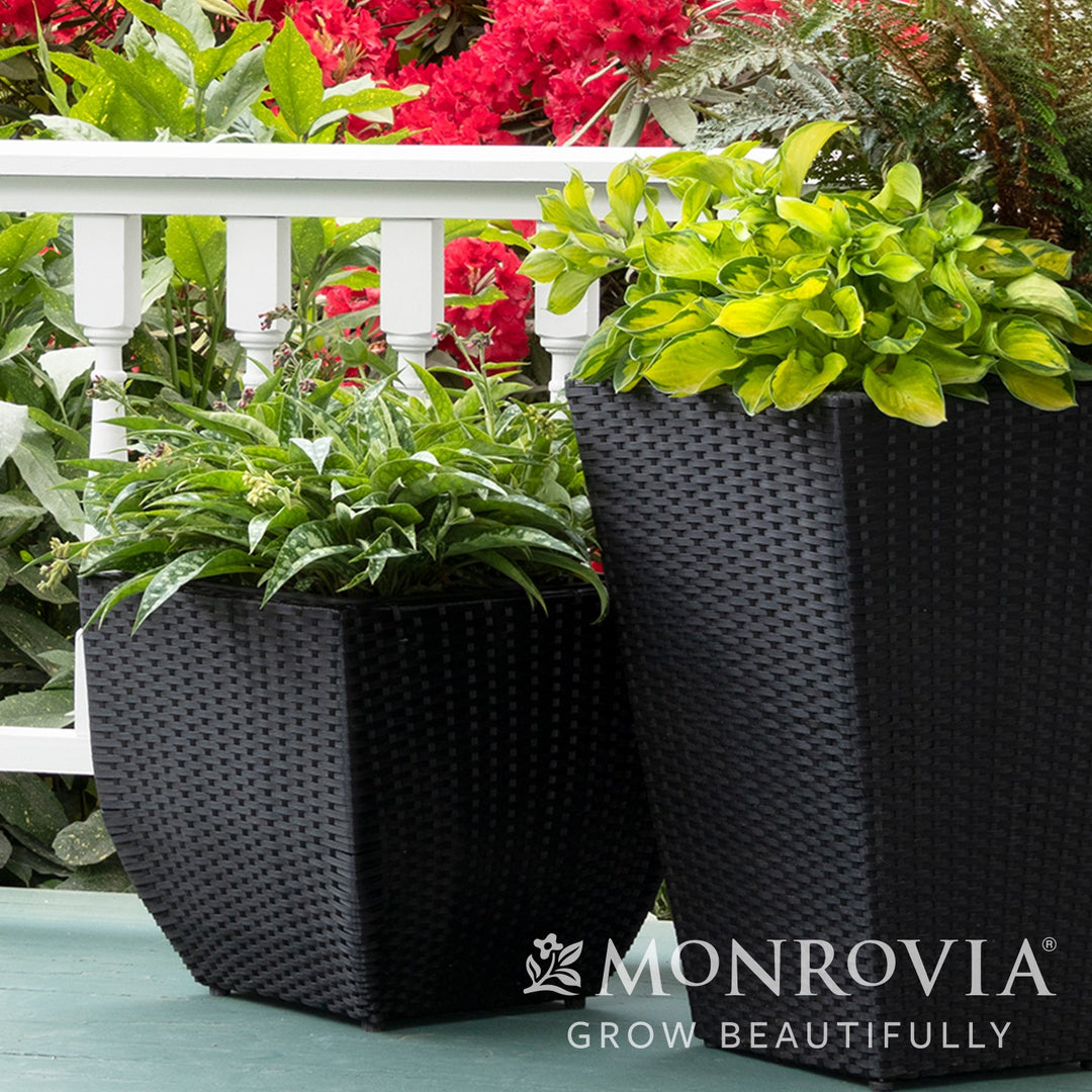 Hosta 'Rainforest Sunshine' ~ Monrovia® Rainforest Sunrise Hosta-ServeScape