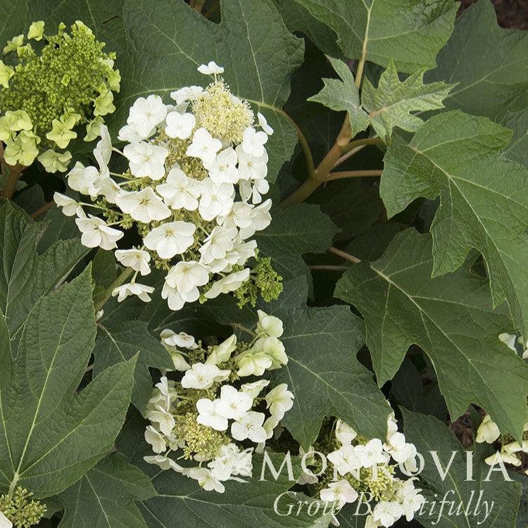 Hydrangea quercifolia 'Munchkin' ~ Monrovia® Munchkin Hydrangea-ServeScape