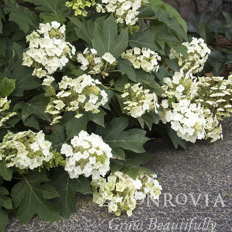 Hydrangea quercifolia 'Munchkin' ~ Monrovia® Munchkin Hydrangea-ServeScape
