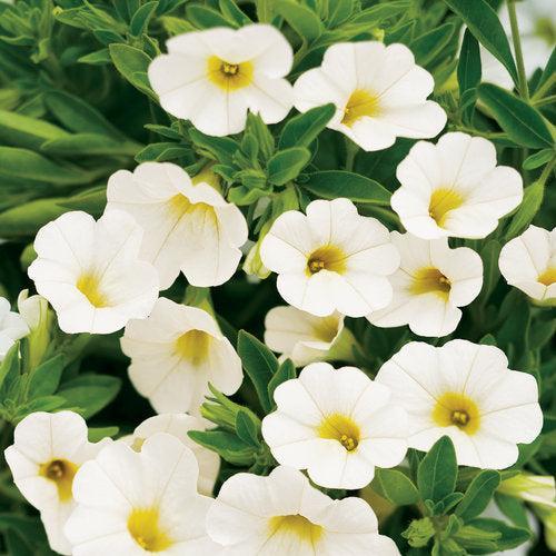 Calibrachoa hybrid 'Balcal14141' ~ PW® Superbells® White Calibrachoa-ServeScape