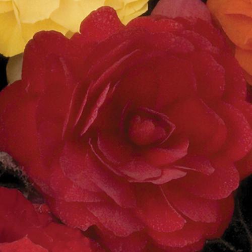 Begonia x tuberhybrida 'Nonstop Mocca Scarlet' ~ Nonstop® Mocca Scarlet Begonia-ServeScape