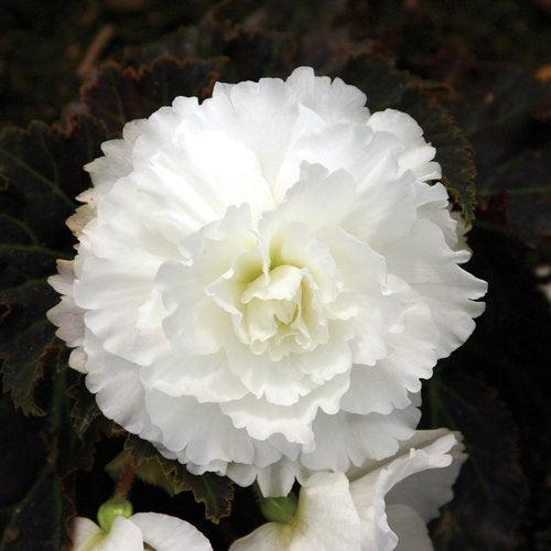 Begonia x tuberhybrida 'Nonstop Mocca White' ~ Nonstop® Mocca White Begonia-ServeScape