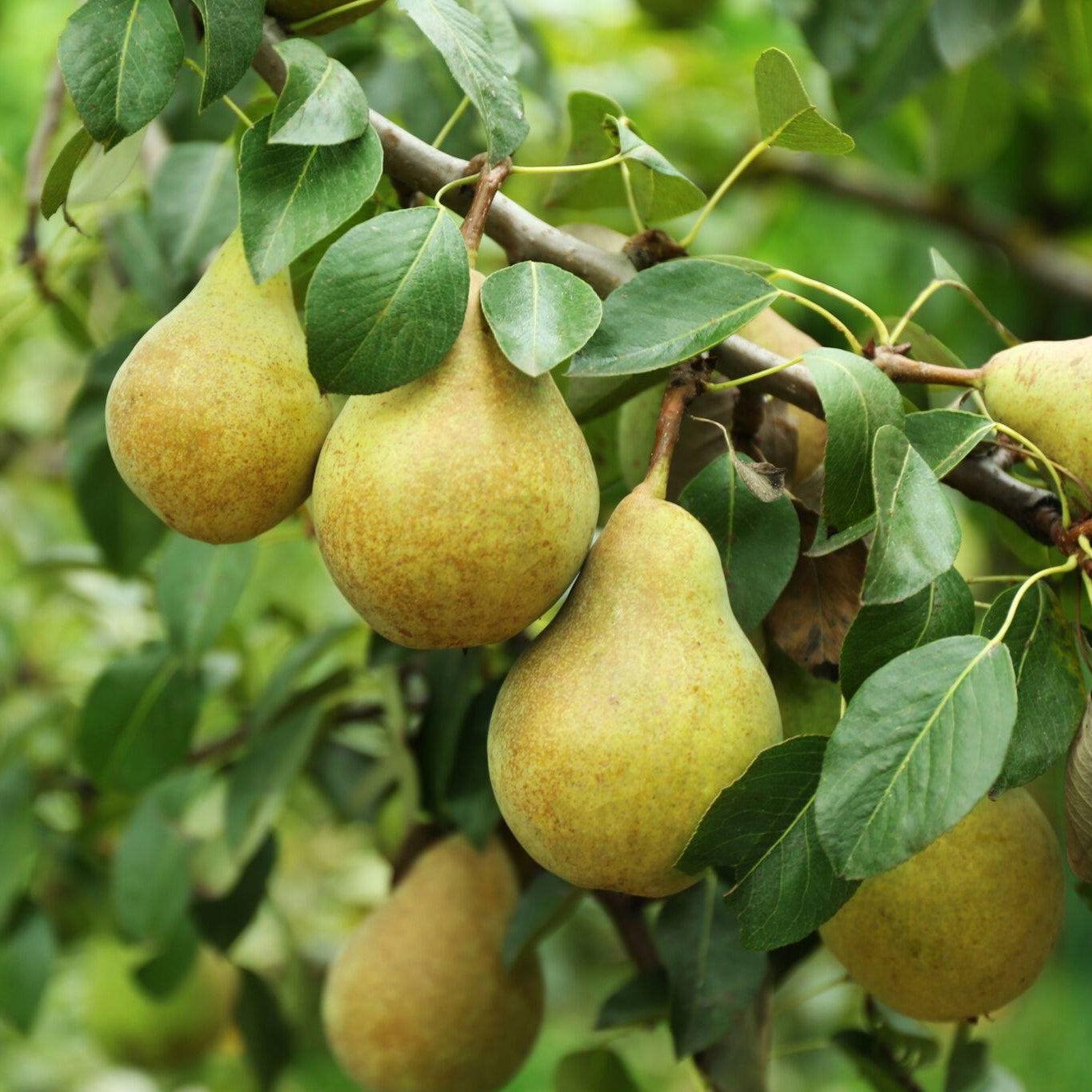 Pyrus communis 'Pineapple' ~ Pineapple Pear-ServeScape