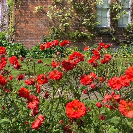Geum 'Macgeu005' ~ Fiery Tempest® Avens-ServeScape