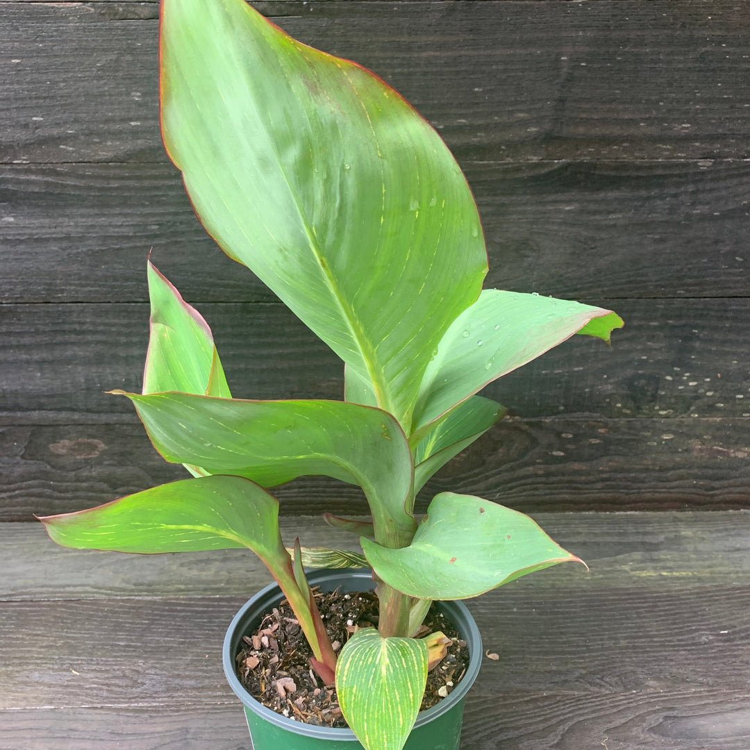 Canna x generalis 'Bengal Tiger' ~ Variegated Tiger Canna Lily-ServeScape