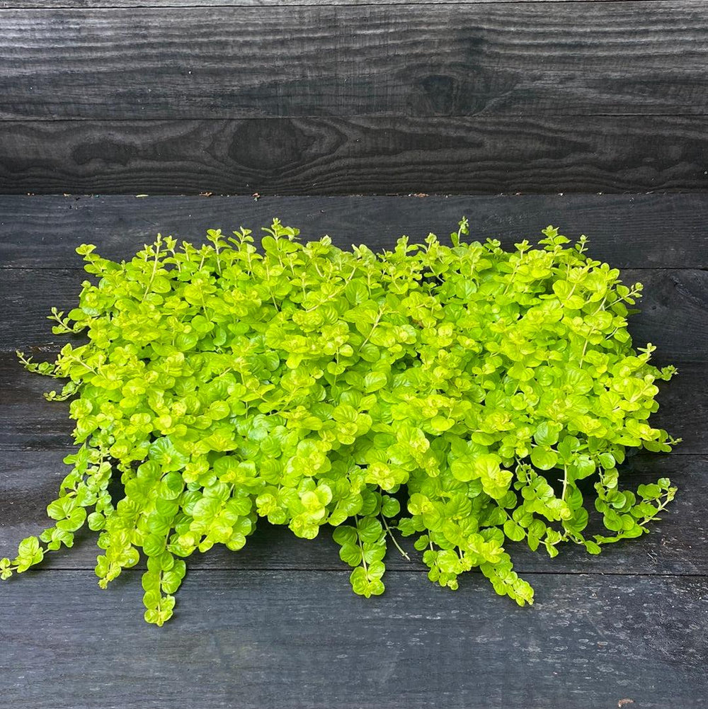 Lysimachia nummularia 'Aurea' ~ Monrovia® Golden Creeping Jenny-ServeScape