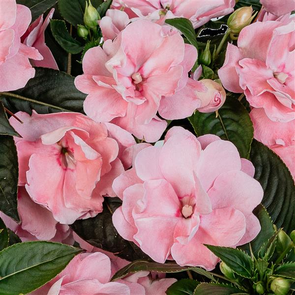 Impatiens hawkeri 'Wild Romance Pink' ~ Wild Romance Pink New Guinea Impatiens-ServeScape
