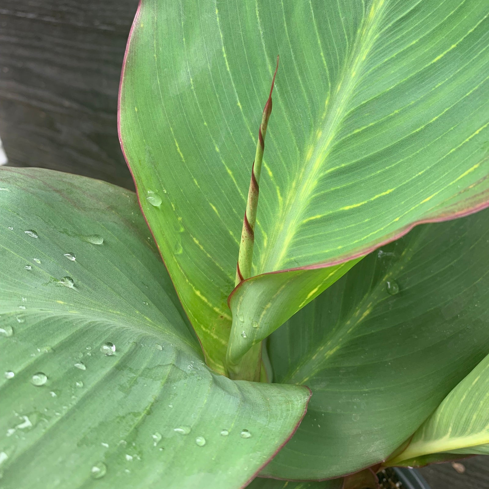 Canna x generalis 'Bengal Tiger' ~ Variegated Tiger Canna Lily-ServeScape