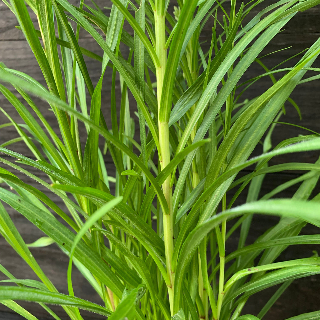 Liatris spicata ~ Marsh Blazing Star, Gayfeather-ServeScape