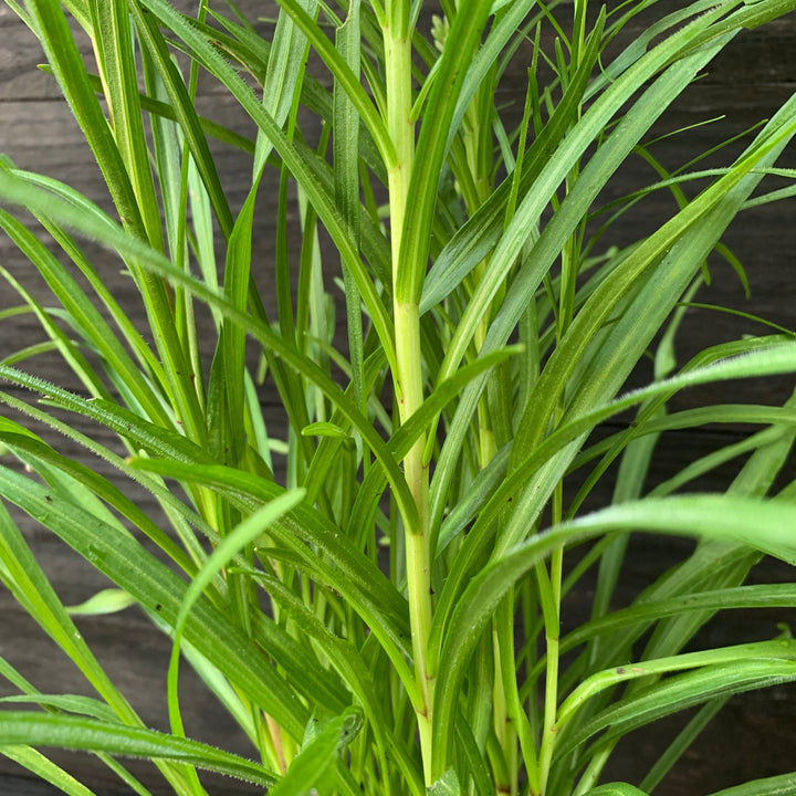 Liatris spicata ~ Marsh Blazing Star, Gayfeather-ServeScape