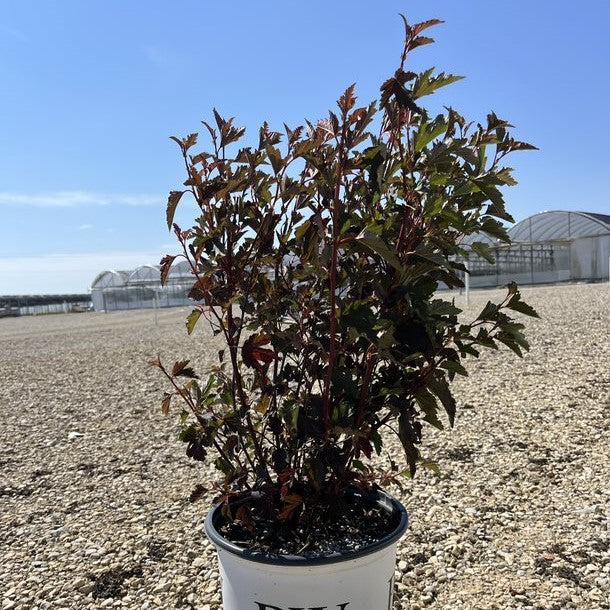 Physocarpus opulifolius 'Seward' ~ Summer Wine® Ninebark-ServeScape