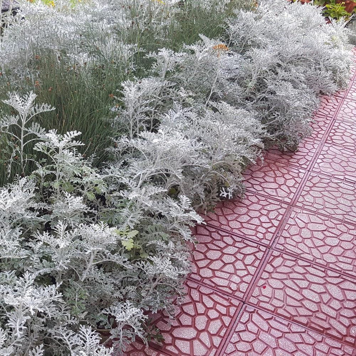 Senecio cineraria 'Silverado' ~ Silverado Dusty Miller-ServeScape