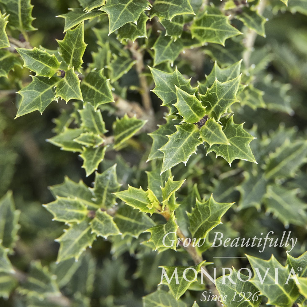 Osmanthus delavayi x heterophylla 'Crownshine' ~ Monrovia® Crownshine™ Osmanthus-ServeScape