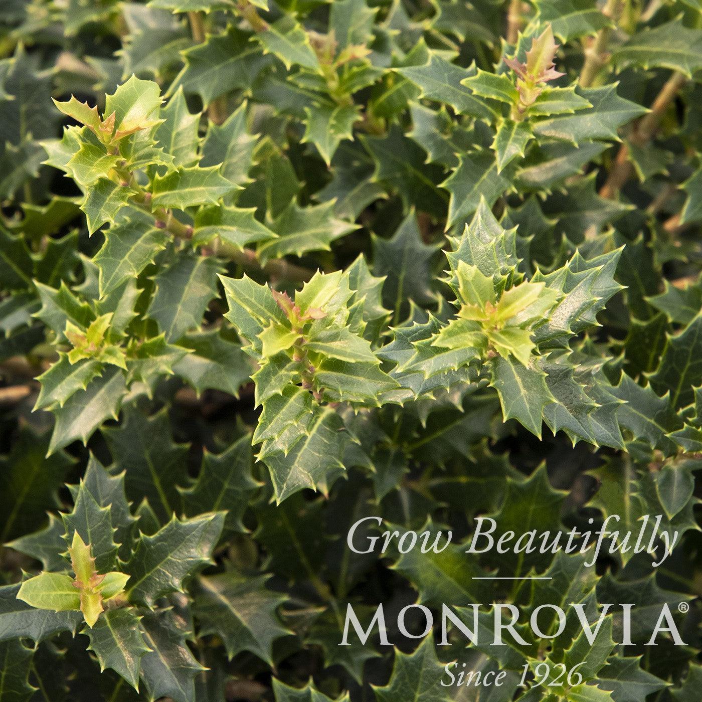 Osmanthus delavayi x heterophylla 'Crownshine' ~ Monrovia® Crownshine™ Osmanthus-ServeScape