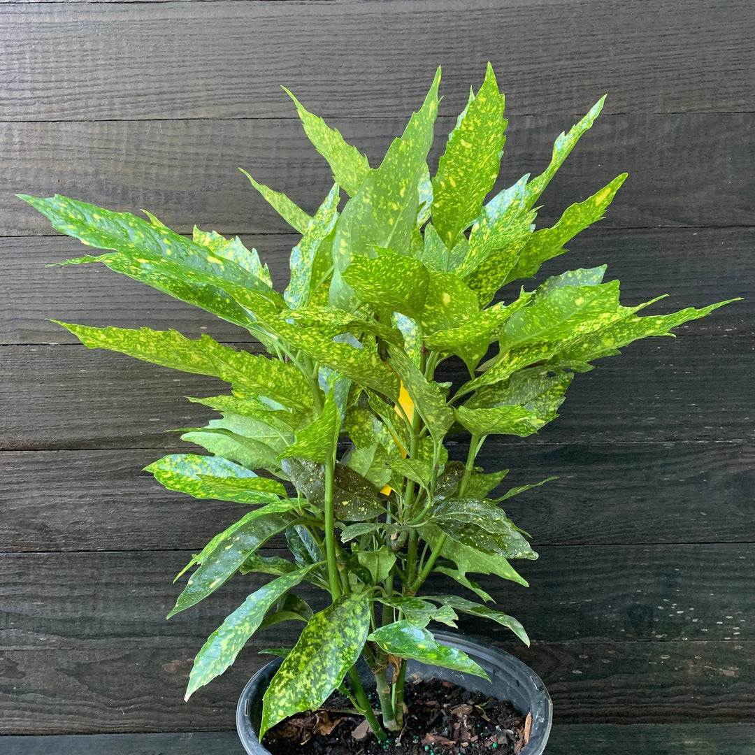 Aucuba japonica 'Variegata' ~ Gold Dust Aucuba, Gold Dust Laurel-ServeScape